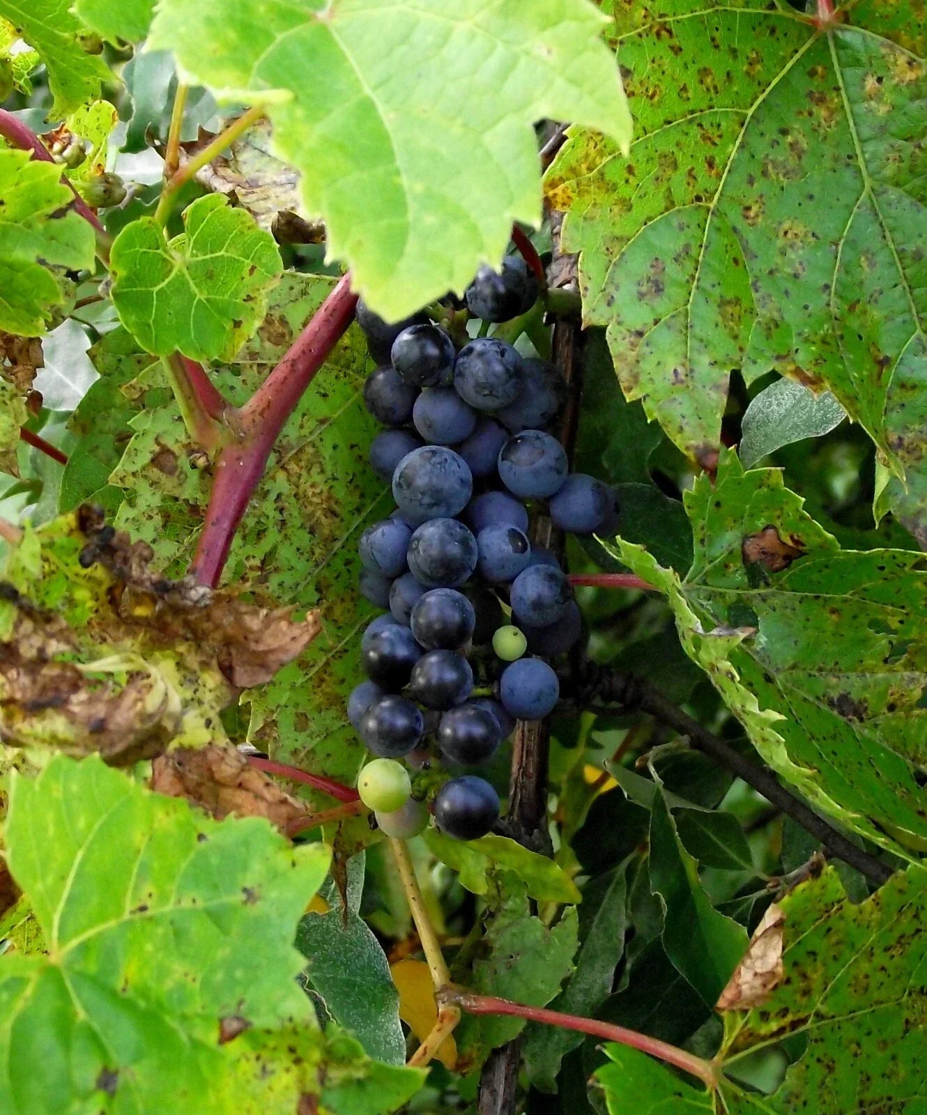Riverbank Grape Seeds - 20 Pack Vitis riparia Hardy Climbing Vine for Edible Grapes & Landscaping