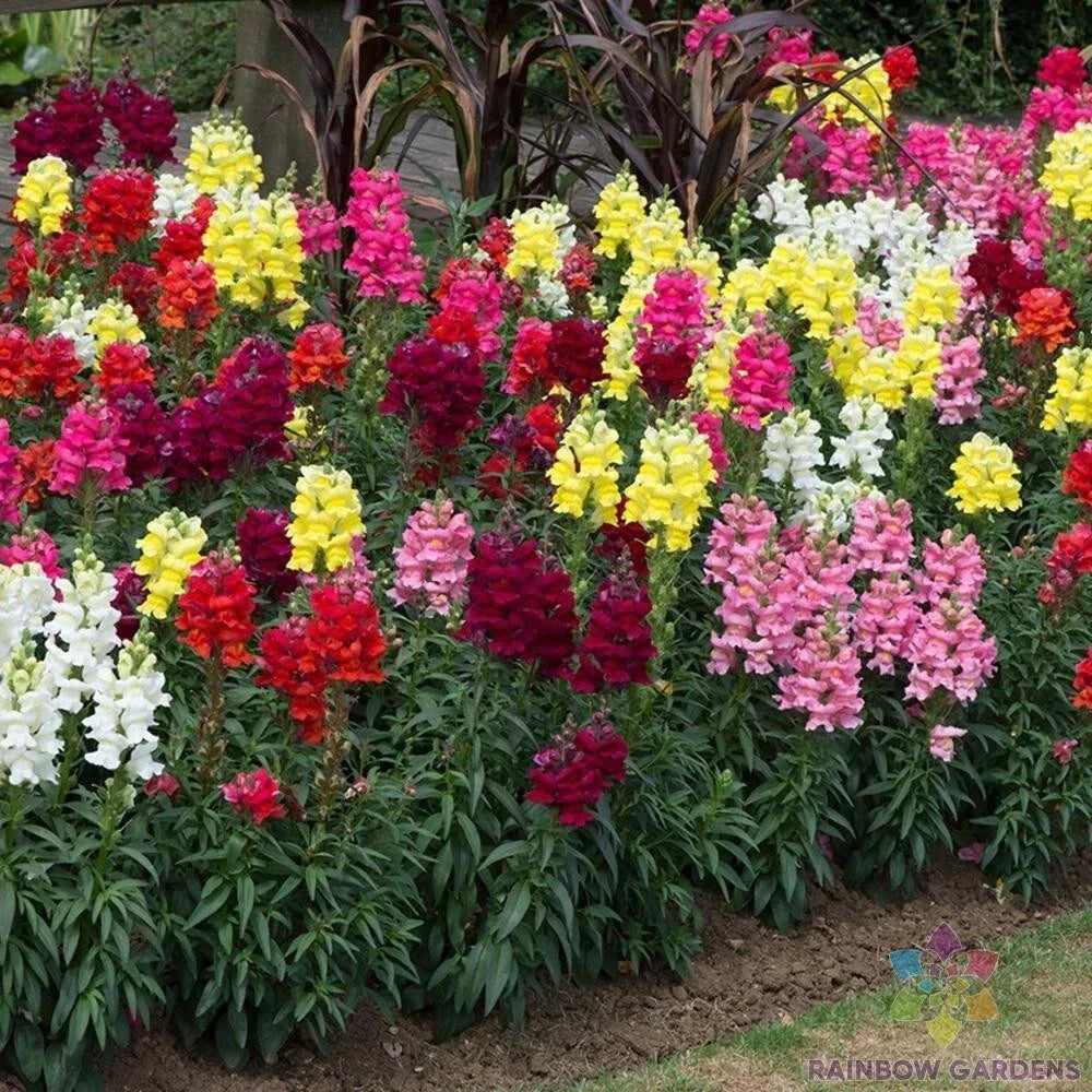 Snapdragon Seeds - 1000+ Sonnet Mix - Antirrhinum majus - Garden Planting, Colorful, Easy to Grow, Pollinator Attracting, USA Free Shipping