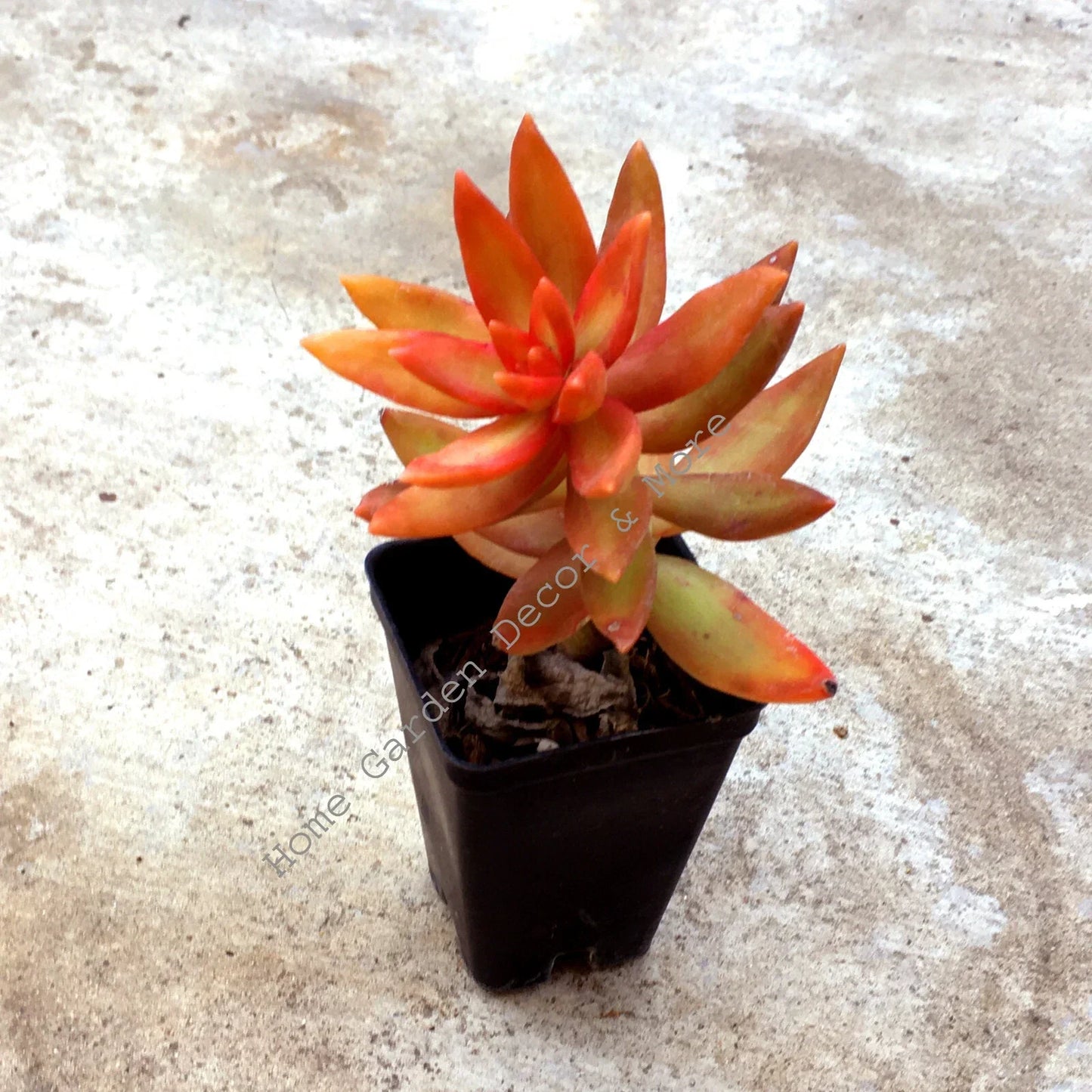 Rooted Succulent Plant - Sedum Adolphi 'Firestorm' - Red Orange Copper Tones - Easy Care Houseplant for Indoor Decor