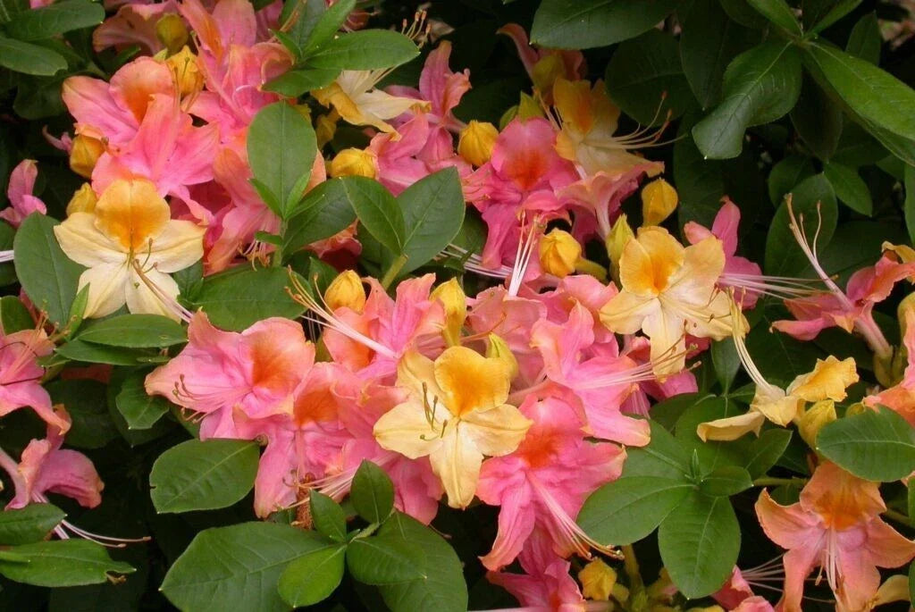 Azalea Plant - Rooted Rhododendron Garden Rainbow Pink & Yellow Flowering Shrub