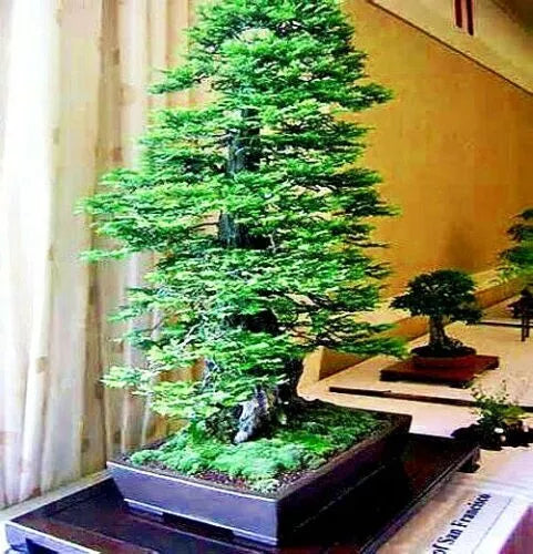 California Coast Redwood Seeds - Sequoiadendron giganteum - Bonsai & Landscaping - 20 Seeds for Home Gardening