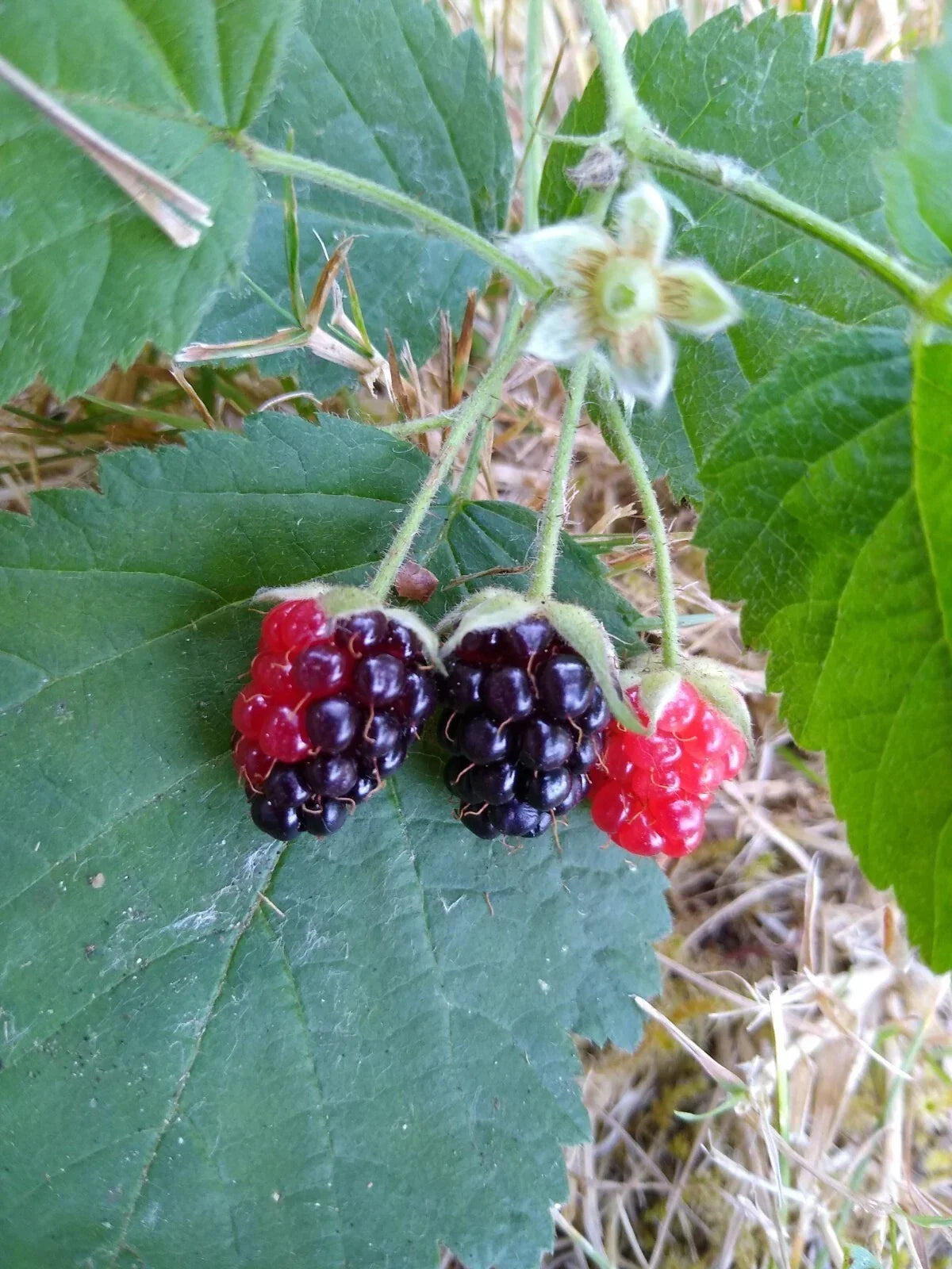 California Blackberry Plants - Set of 3 Organic Bare Root Rubus ursinus Fruit-Bearing Perennials