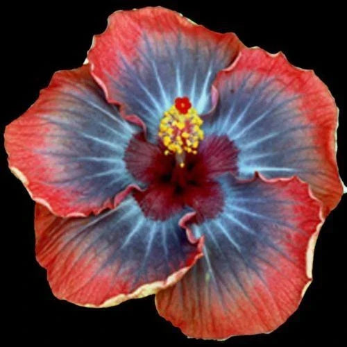 Small Rooted Voodoo Queen Hibiscus Plant - Hibiscus rosa-sinensis, Vibrant Purple & Pink Flowers, Bare Root Starter for Garden or Indoor