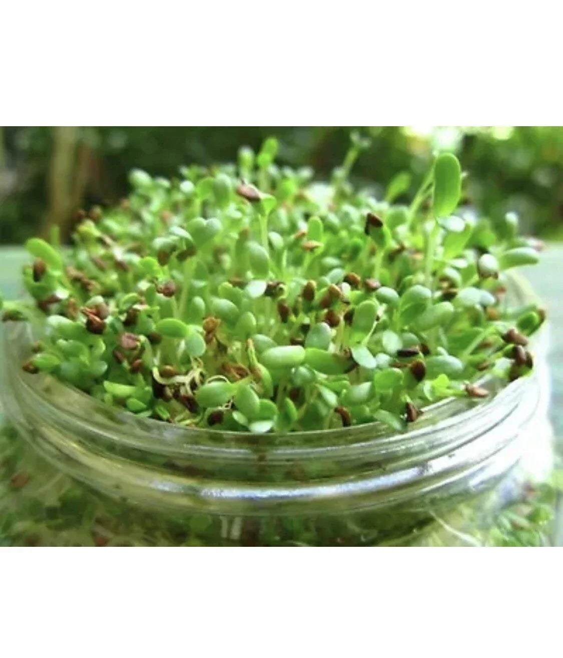 Organic Alfalfa Sprout Seeds 100 Count | Non-GMO Microgreens for Indoor Growing, Salads & Smoothies | Medicago Sativa