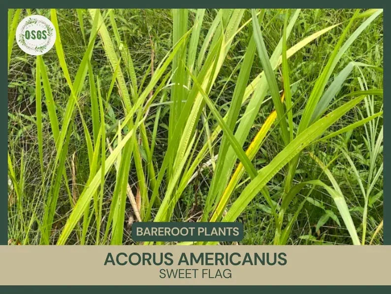 Bare Root Sweet Flag Plant | Acorus americanus | Medicinal Live Plant for Herbal Remedies and Wet Gardens