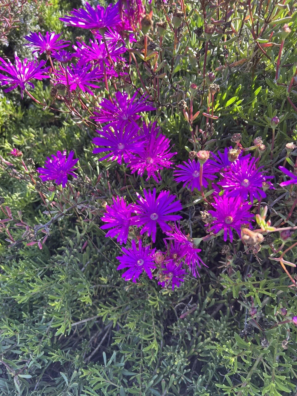 Creeping Ice Plant Cuttings 12 Pack Purple Pink Ground Cover Delosperma Succulent for Garden Borders