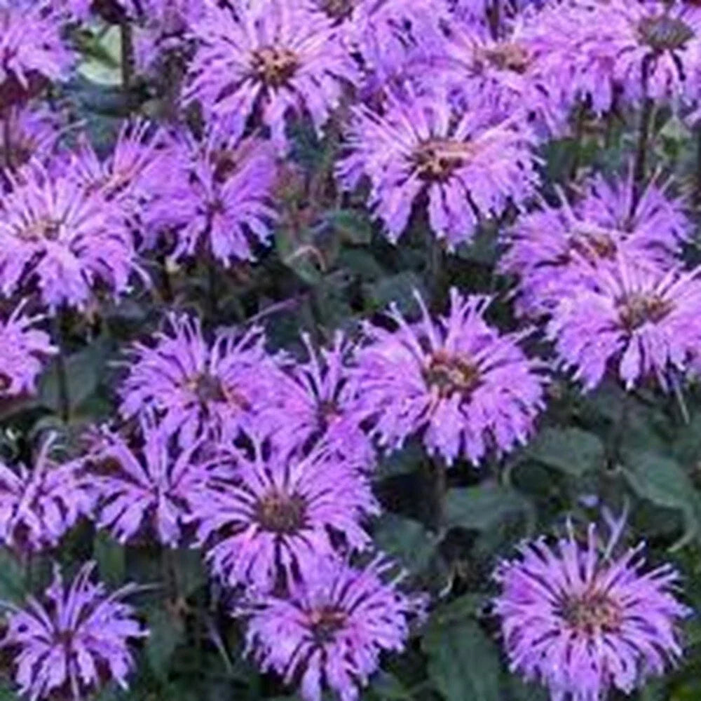 Double Lilac Bee Balm Seeds - Monarda didyma, 100 Flower Seeds for Hummingbirds & Pollinators, Vibrant Summer Blooms