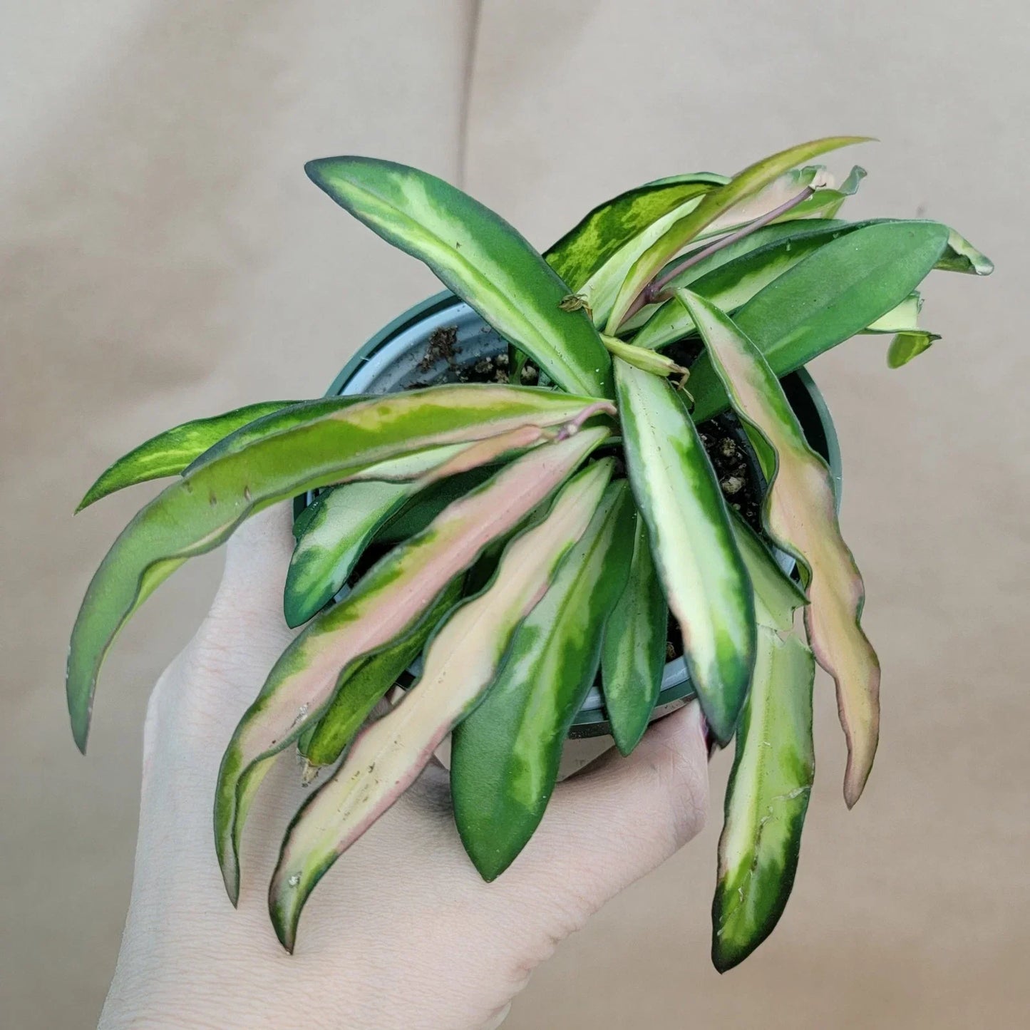 Hoya Kentiana Wayetii Variegated Live Plant in 4" Pot, Rare Exotic Indoor Houseplant, Variegated Hoya, Unique Foliage, Easy Care