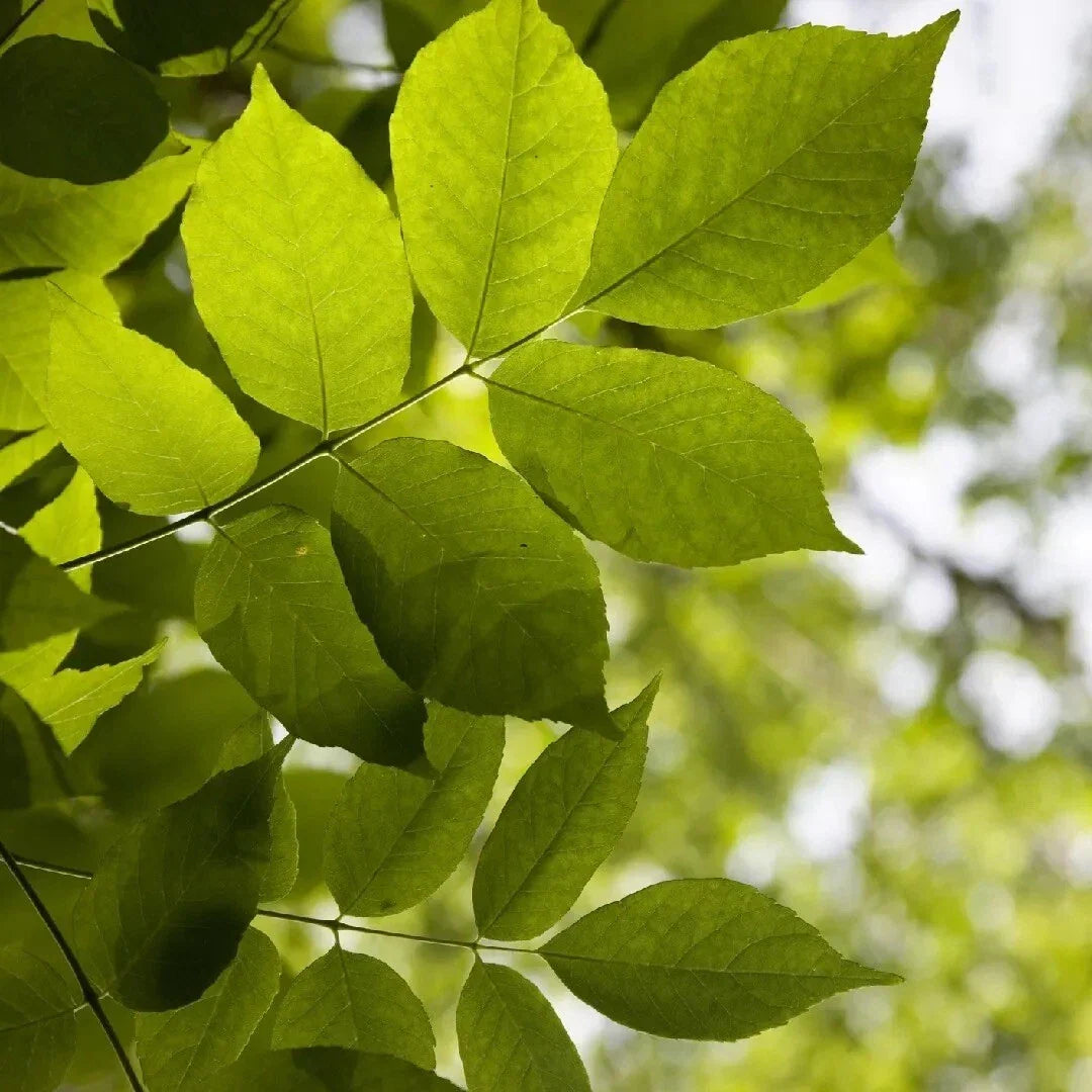 White Ash Tree Seeds - 20 Pack, Fraxinus americana, Native Deciduous Tree for Landscaping and Reforestation