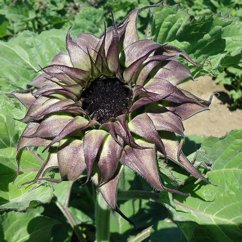 Sunflower Seeds - Sunfill Purple Variety - Helianthus annuus - Vibrant Purple Blooms, High Germination, Attracts Pollinators