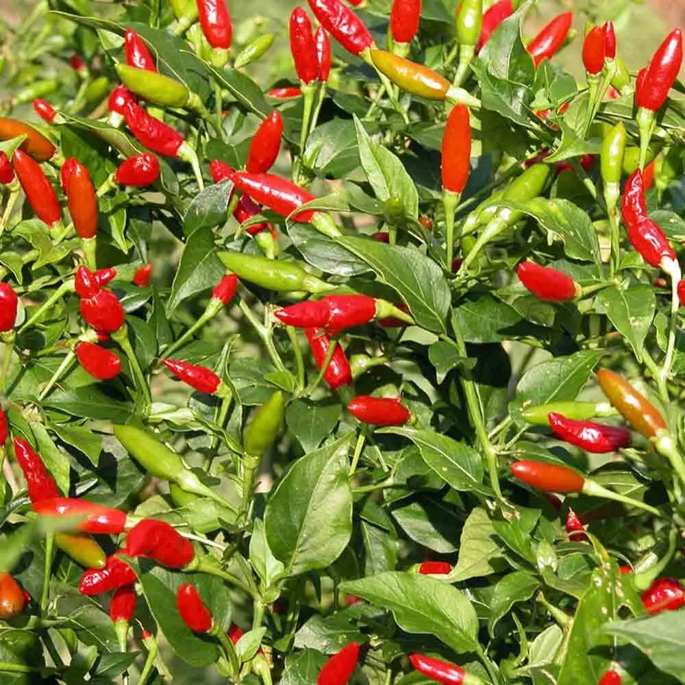 Tabasco Pepper Seeds - Heirloom Capsicum frutescens for Hot Sauce, Salsas, Garden Planting, Organic, Non-GMO, Pack of 20