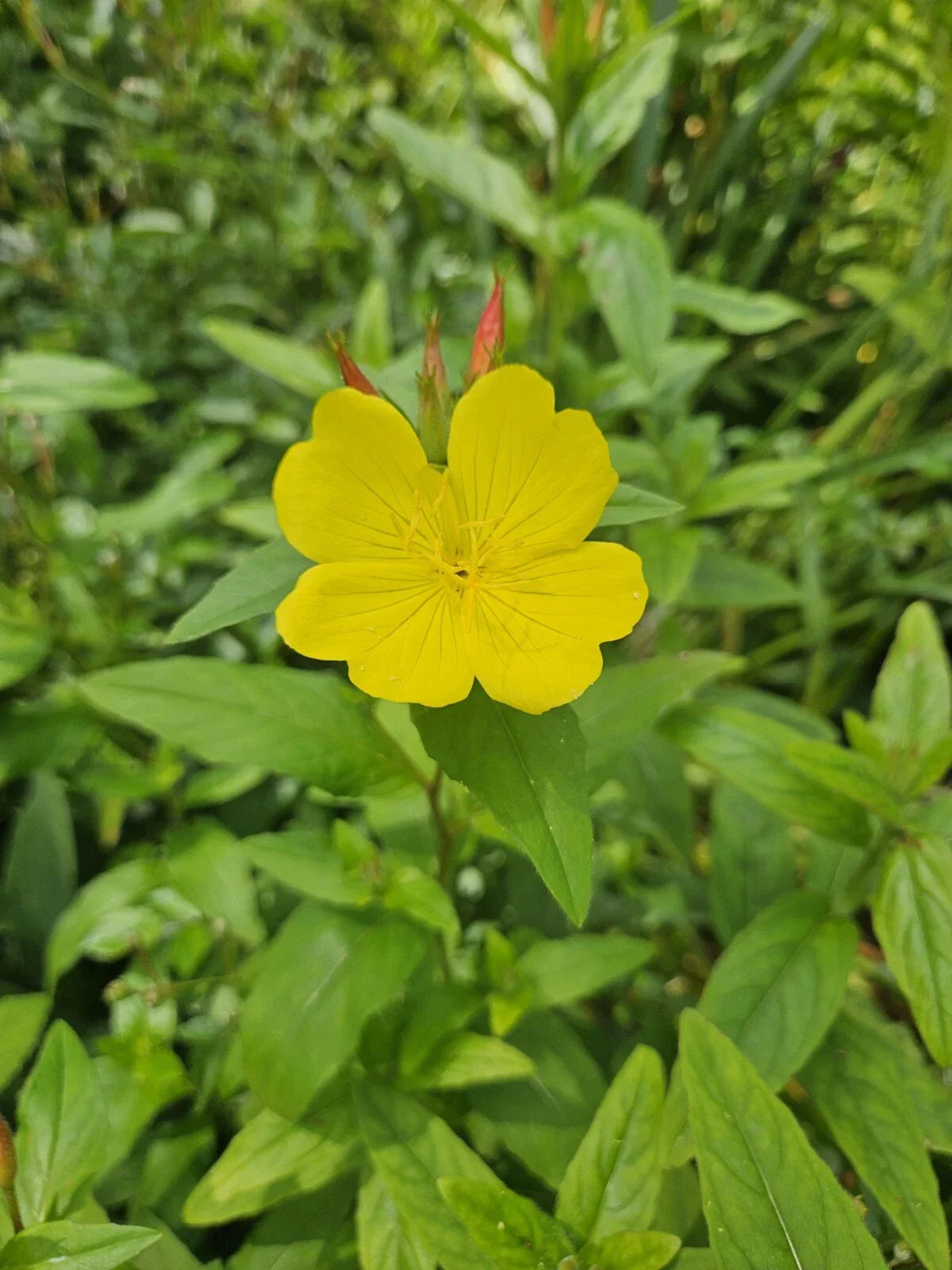 Evening Primrose Plant - Perennial with Yellow Blooms - Oenothera biennis - Zones 3-10 Garden Flower