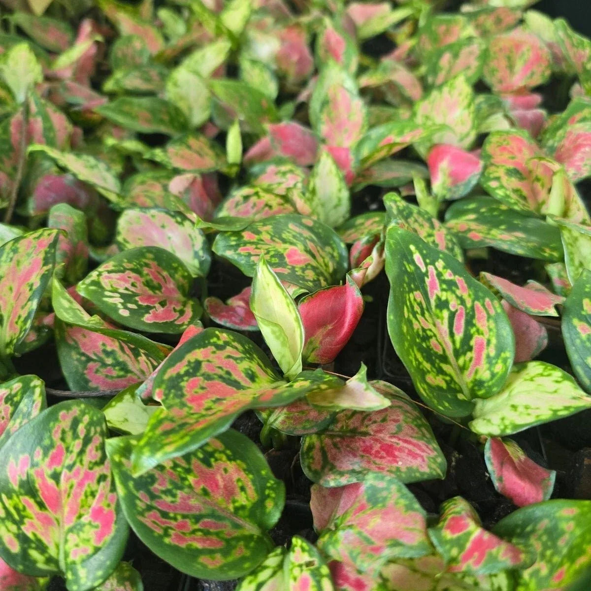 Diamond Red Chinese Evergreen Plant - 2.5" Pot Aglaonema Low Light Indoor Houseplant with Red and Green Foliage