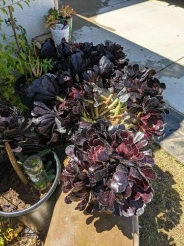Black Rose Aeonium arboreum 'Schwarzkopf' Succulent Cuttings – 8-Inch Dark Purple to Black Rosettes for Indoor & Outdoor Gardening