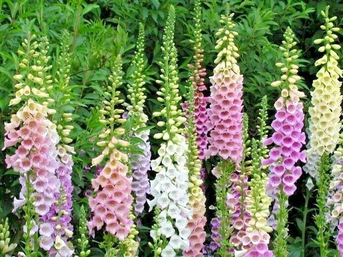 Foxglove Mix Seeds - Wildflower Shade Garden, Container, Cut Flowers - Digitalis purpurea, 2501+ Seeds