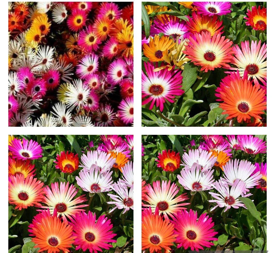 1000+ Seeds Daisy Ice Plant Livingstone Mix, Drought-Tolerant Succulent, Delosperma cooperi, Ground Cover, Vibrant Flowers