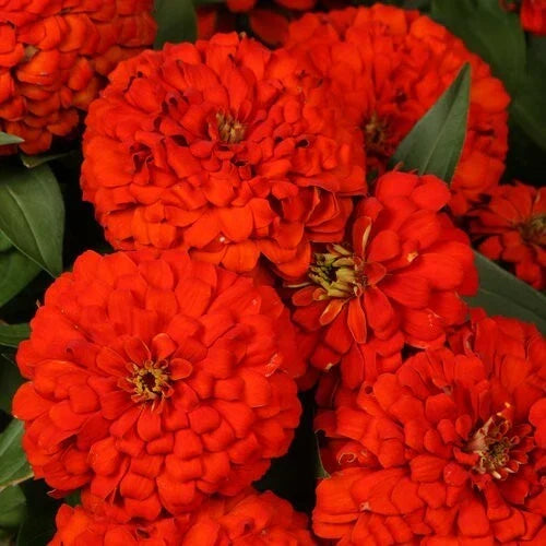 Zinnia Seeds - 100+ Magellan Scarlet Zinnia elegans for Garden Planting, Vibrant Red Flowers, Attracts Pollinators, Easy to Grow