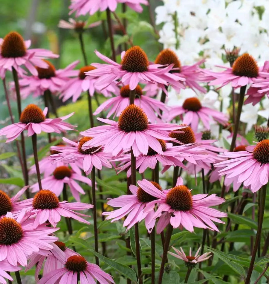 Purple Coneflower Seeds 250+ Echinacea purpurea Perennial Wildflower for Pollinator Gardens, USA Grown