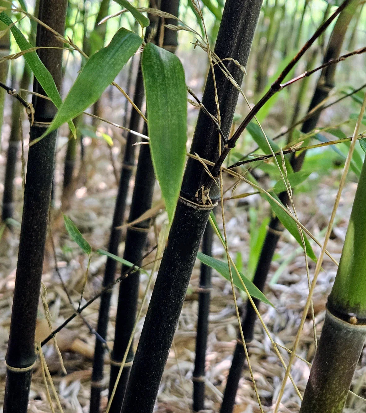 Black Bamboo Rhizomes – Cold-Hardy Evergreen Privacy Screen – Fast-Growing Phyllostachys nigra Rhizomes