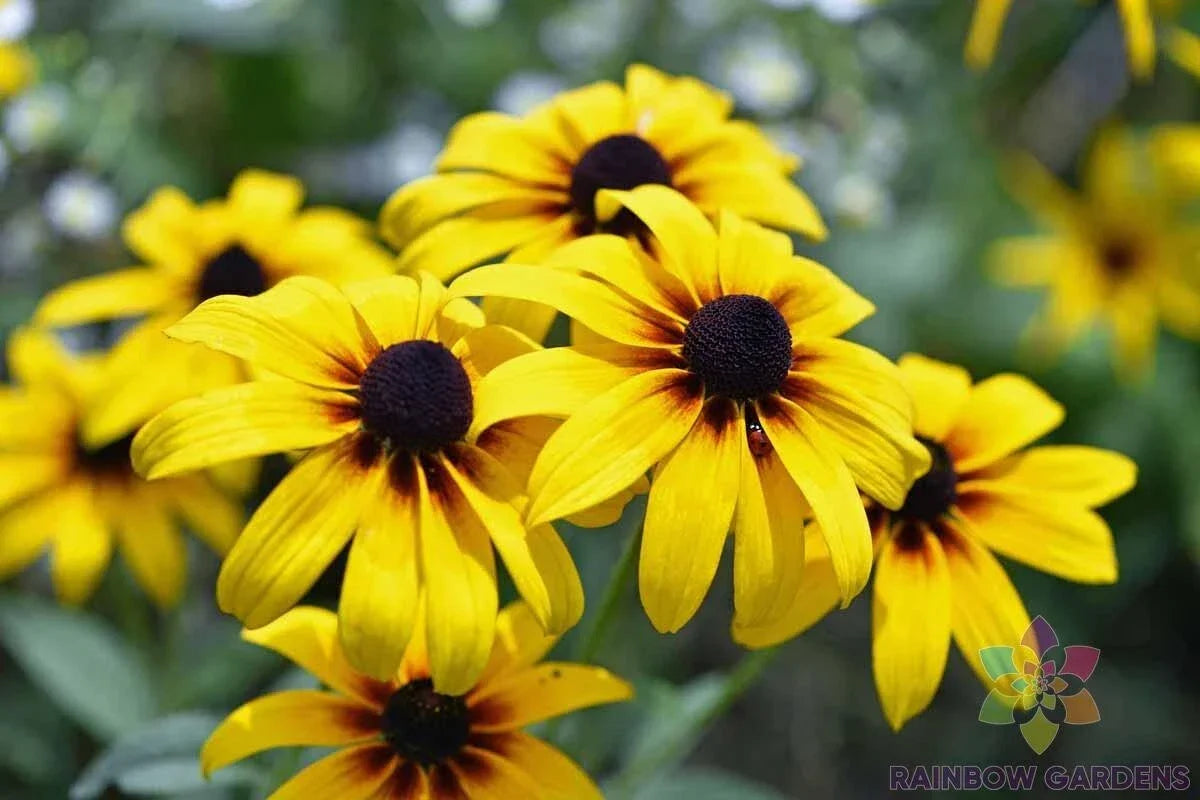 Black Eyed Susan Seeds - Rudbeckia hirta - 200+ Yellow Flowering Perennials for Garden, Borders, Wildflower & Cut Flowers