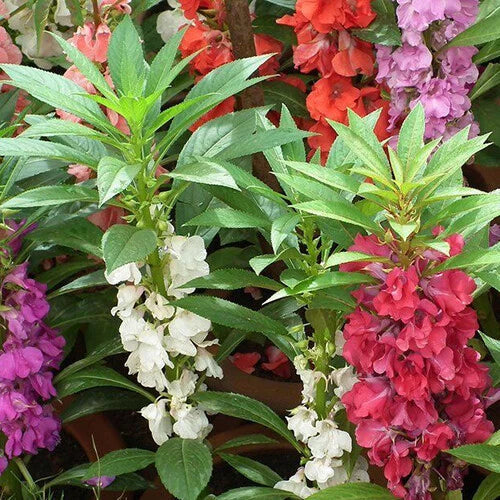 Tom Thumb Impatiens Seeds | Non-GMO, Vibrant Colors, Easy to Grow, Impatiens walleriana, Garden Flowers, Pollinator Attracting