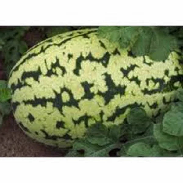 Watermelon Seeds, 100 Klondike Striped Blue Ribbon Heirloom Citrullus lanatus, Juicy, Sweet, Striped Rind, Vining, Summer Garden