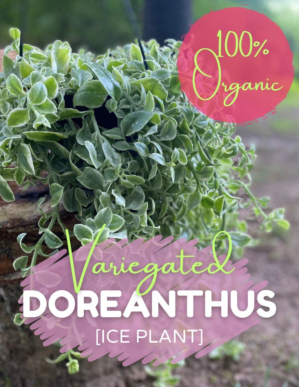 Variegated Ice Plant Cutting - Organic Live Rooted Dorotheanthus Succulent for Garden & Indoor Decor Free Shipping