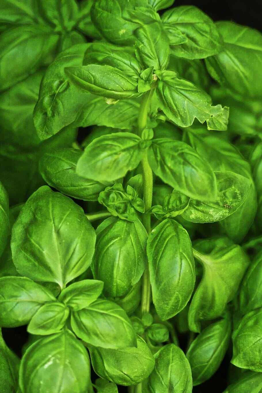 Sweet Basil Seeds 500 Count, Non-GMO, Culinary Herb, Ocimum basilicum, Easy to Grow for Indoor & Outdoor Gardens