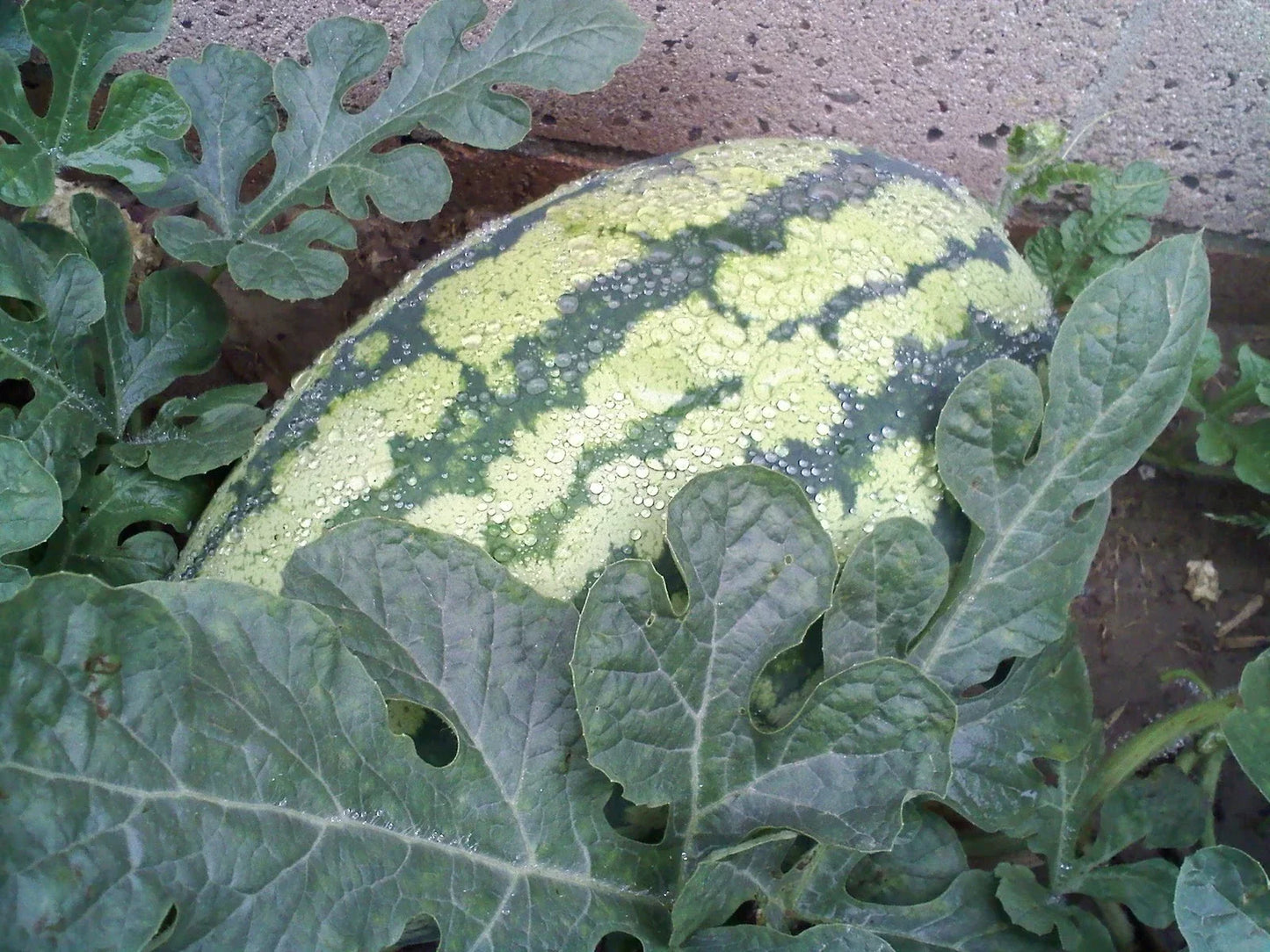 Watermelon Seeds - Georgia Rattlesnake Heirloom Variety - Citrullus lanatus - Non-GMO, Full Sun, Vining, Sprawling Planting Seeds