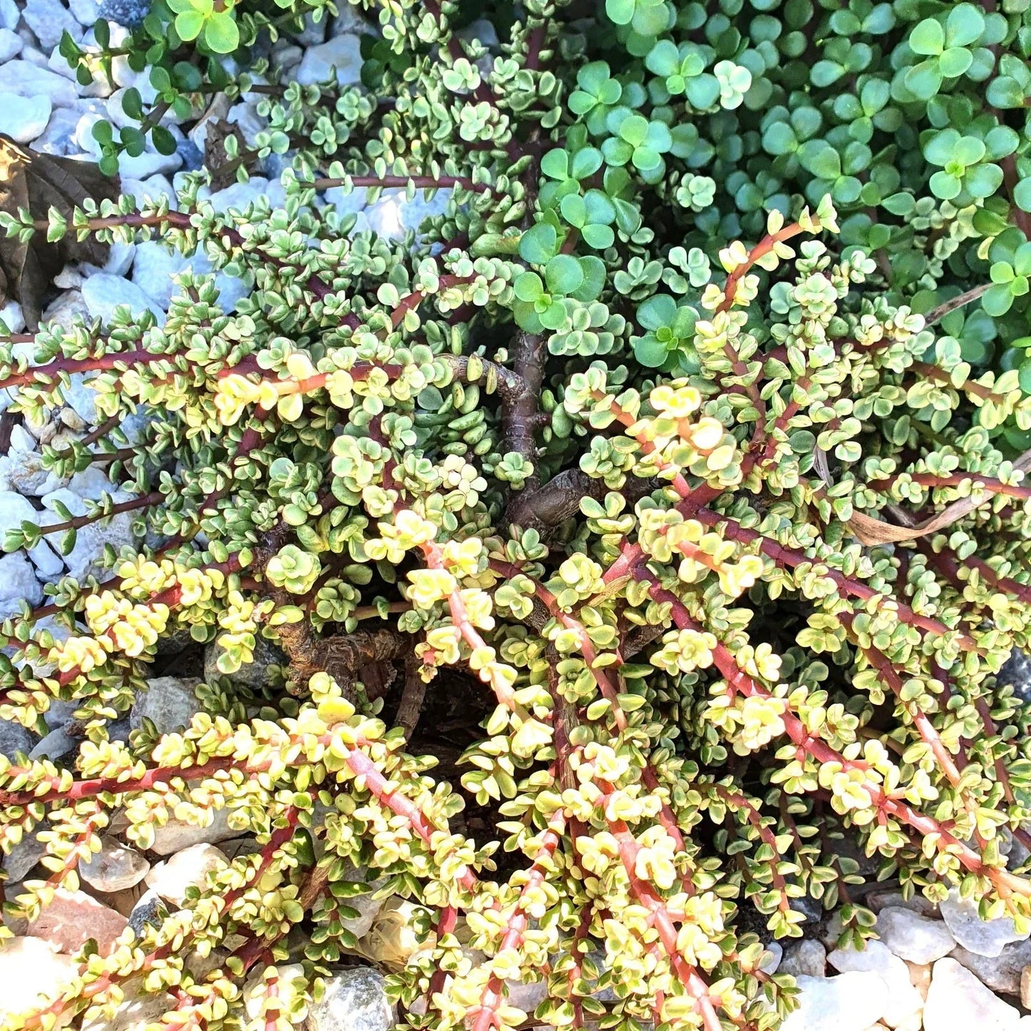 Elephant Bush Cuttings - 6 Variegated Succulent Plants - Drought Tolerant Easy Care Portulacaria afra