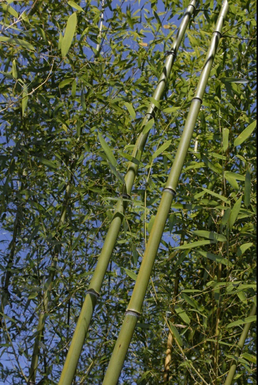 Bamboo Bare Root Plant Phyllostachys Rubromarginata 'Red Margin' Clumping, Fast-Growing, Privacy Screen
