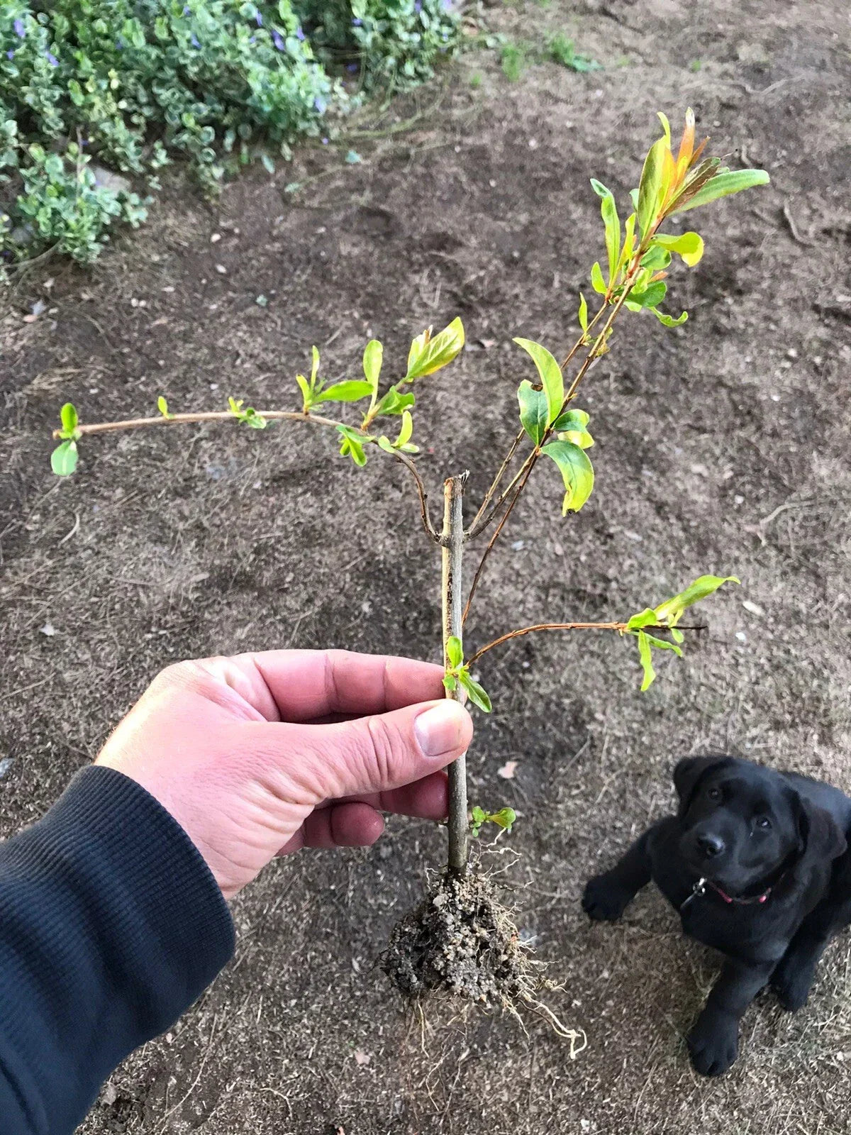 Rooted Pomegranate Cuttings - 3 Premium Plants - Punica granatum for Gardening and Landscaping