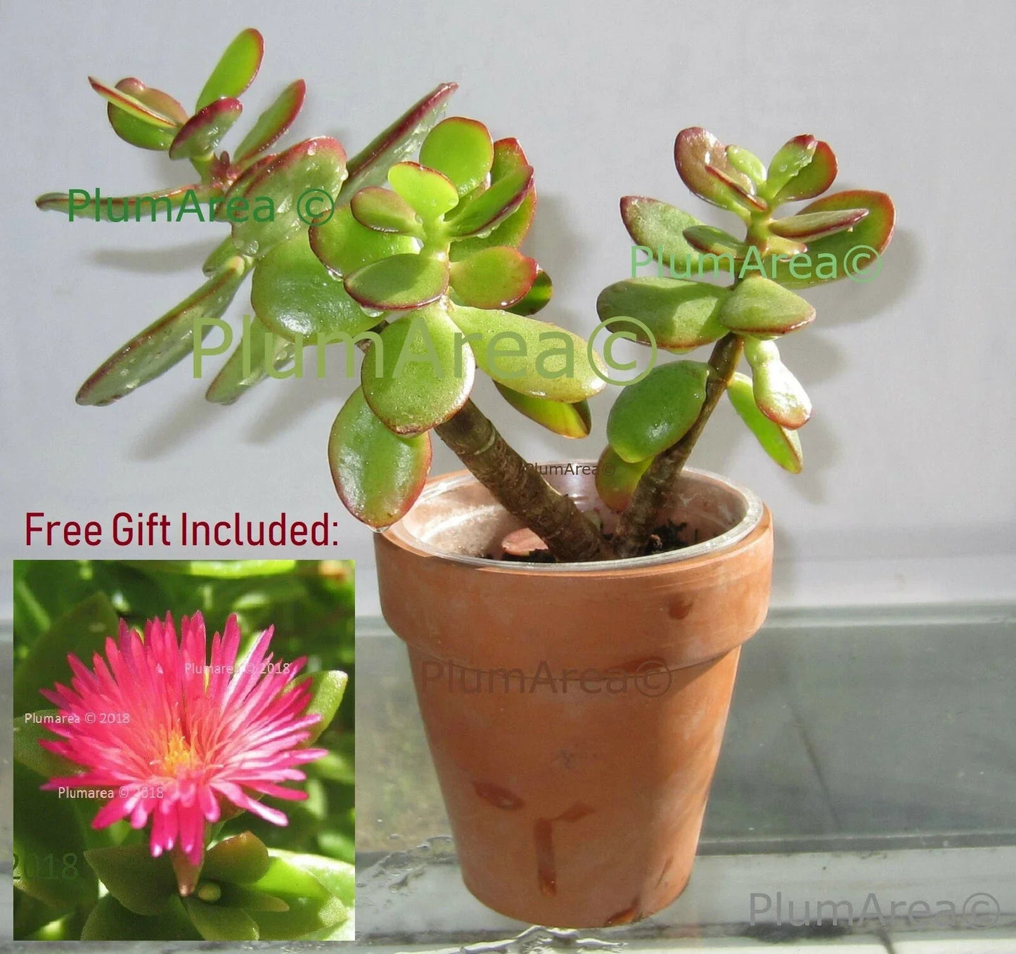 Rooted 4-inch Jade Plant Succulent Crassula Ovata Drought-Resistant Indoor Houseplant for Gardening