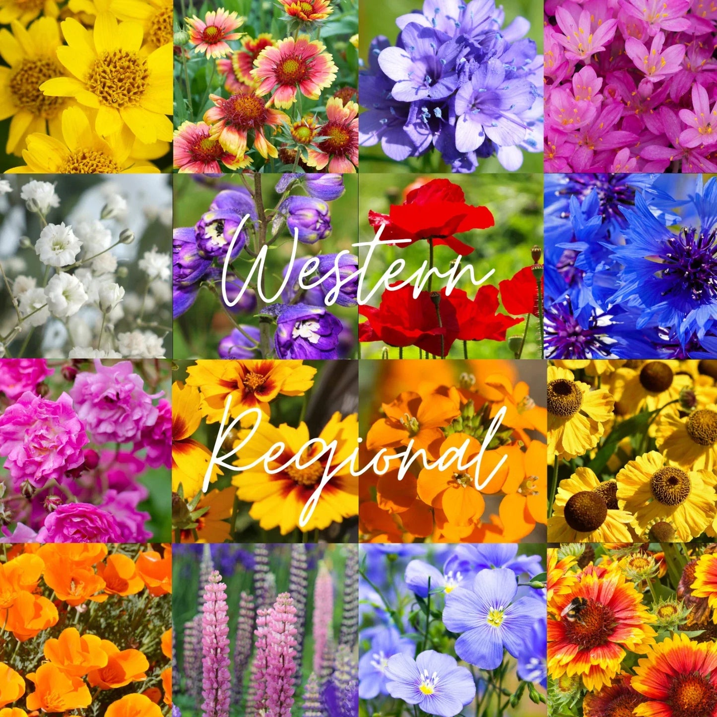 Bulk Wildflower Seed Mix 1/2 lb Western U.S. Native Wildflowers for Garden, Meadow, Pollinator Attracting, Drought-Resistant, Non-GMO