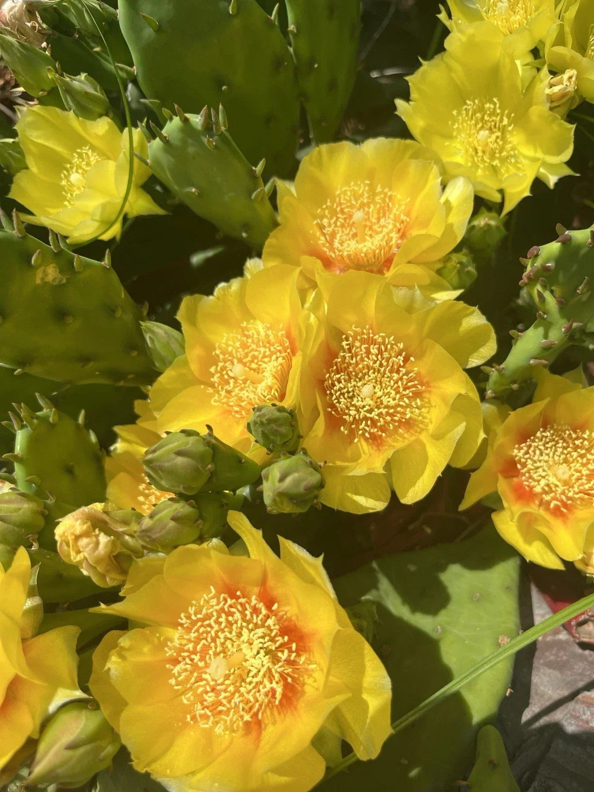 Cold Hardy Paddle Cactus Cuttings 3 Pack Opuntia Humifusa ‘Inermis’ Unrooted Cactus for Gardening & Landscaping