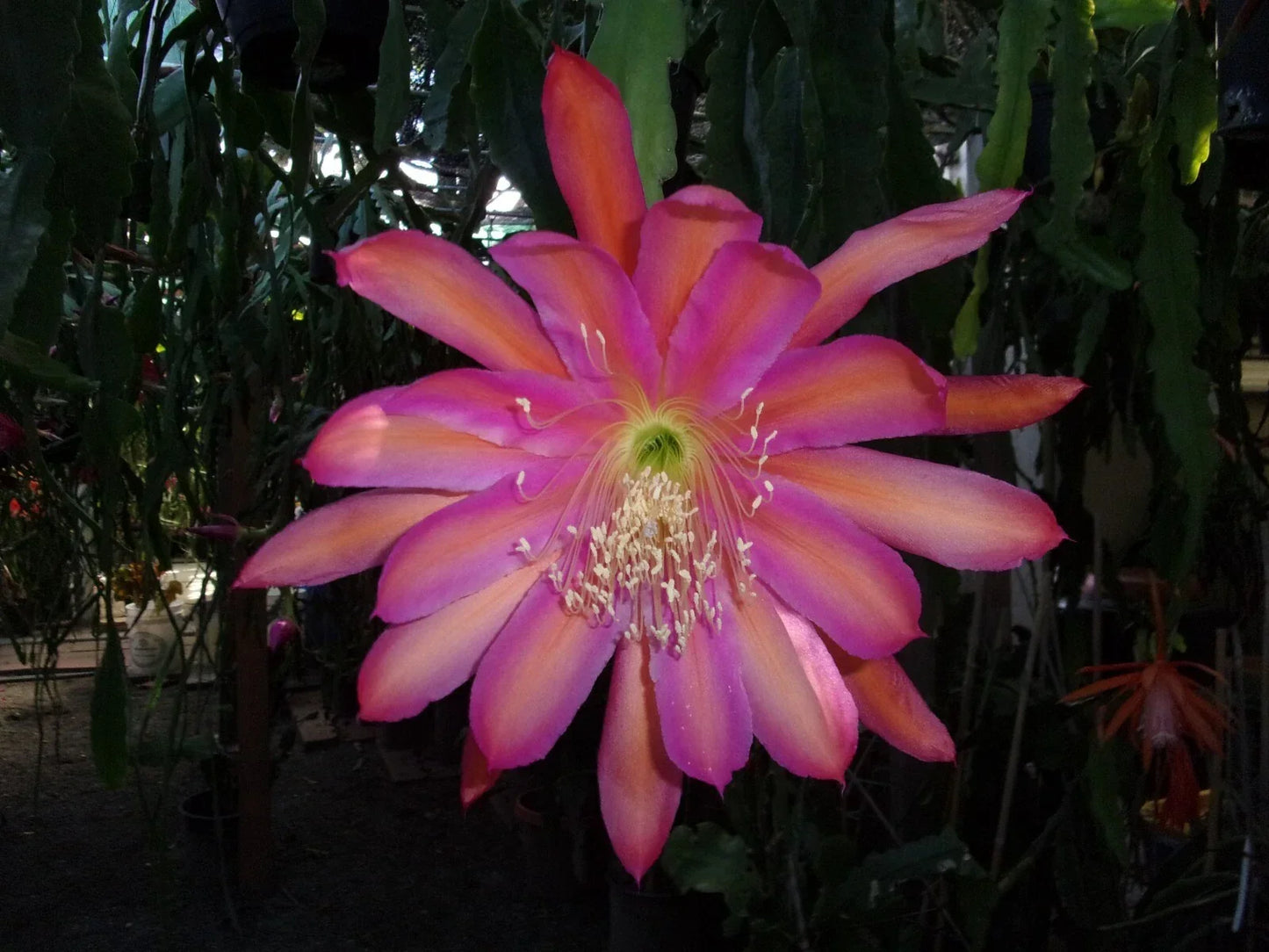 Epiphyllum Orchid Cactus Cutting – Tequila Sunrise Variety – Exotic Houseplant for Gardening & Home Decor