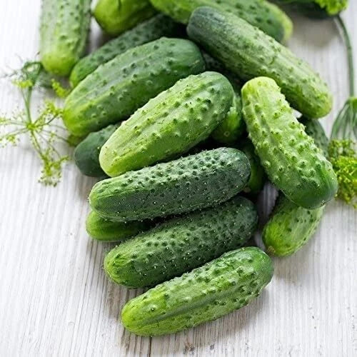 Premium Cucumber Seeds - Wisconsin 58 Heirloom Cucumis sativus - Non-GMO, High Germination, Salad-Ready, Vining, 20 Seeds