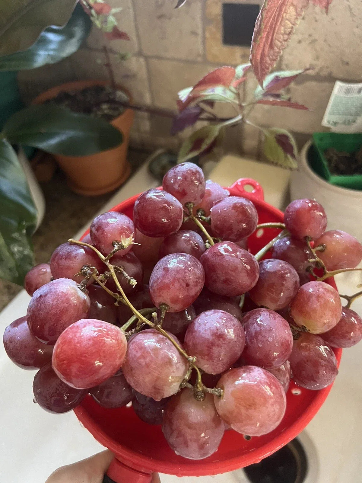 25 XL Giant Red Globe Grape Seeds | Vitis Vinifera Climbing Vine for Table, Dessert & Jelly Making | Fruit Vine Seed Packet