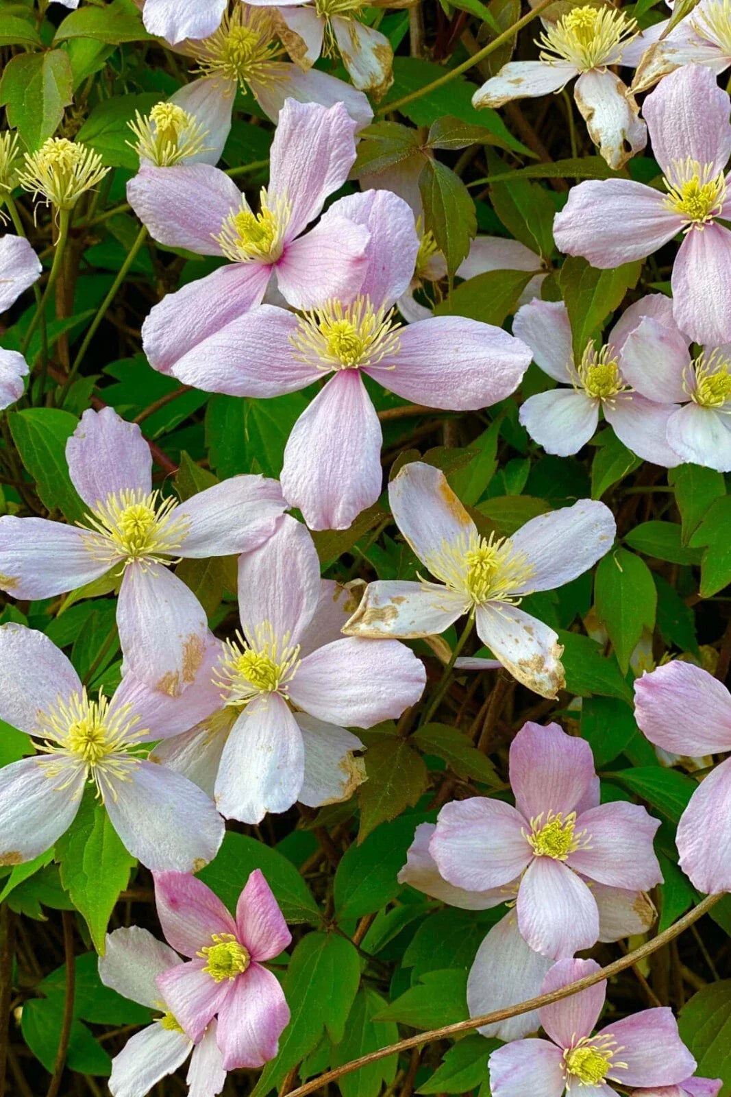 Rue Anemone Bare Root Plant – Perennial Ground Cover with White Flowers – Thalictrum thalictroides for Shade Gardens