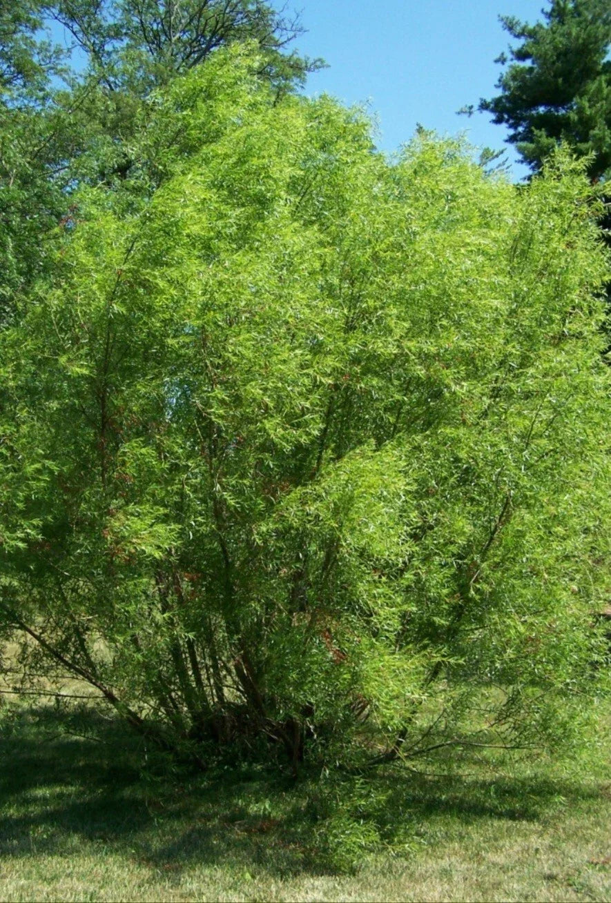 Black Willow Tree Cuttings 12 Pack – Fast Growing Shade & Privacy Salix nigra