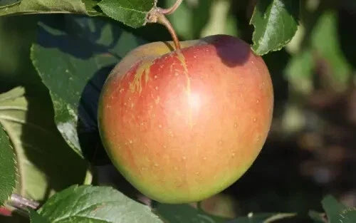 Spigold Apple Seeds Pack of 25+ | Heirloom Malus domestica ‘Spigold’ for Home Garden & Orchard