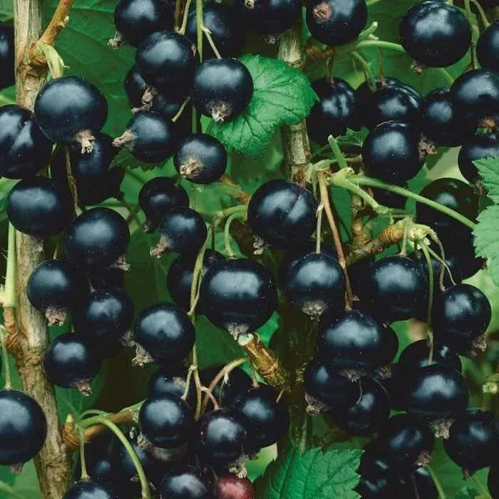 Dormant Live Rooted Consort Black Currant Plant | Edible Shrub Ribes nigrum | Zones 4-8 | Self-Pollinating, Chemical-Free