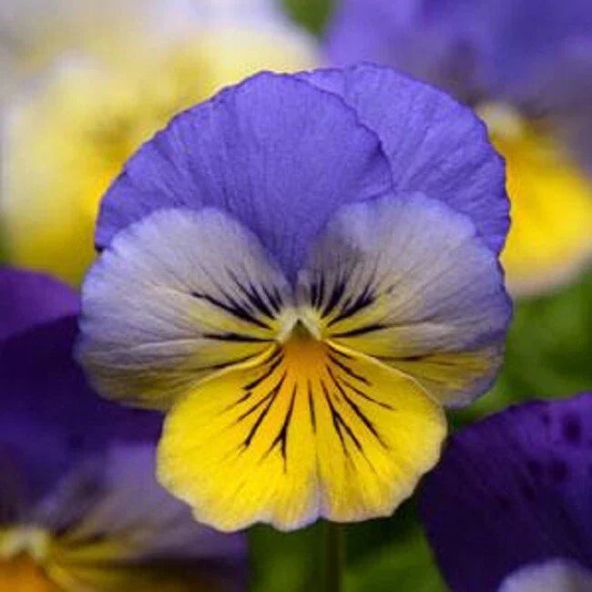 15 Pansy Seeds - Cool Wave Morpho Viola × wittrockiana - Trailing Blue Blooms for Hanging Baskets & Containers