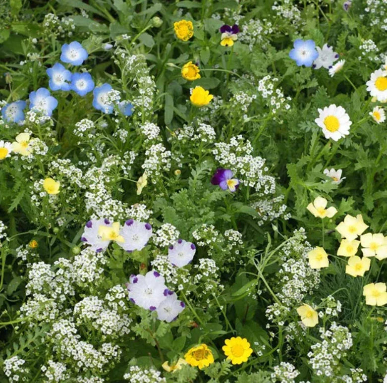 Eco-Ease Flowering Lawn Seed Mix 2g | Non-GMO, 13 Species, Pollinator-Friendly, Sustainable Grass Blend for Biodiverse Gardens