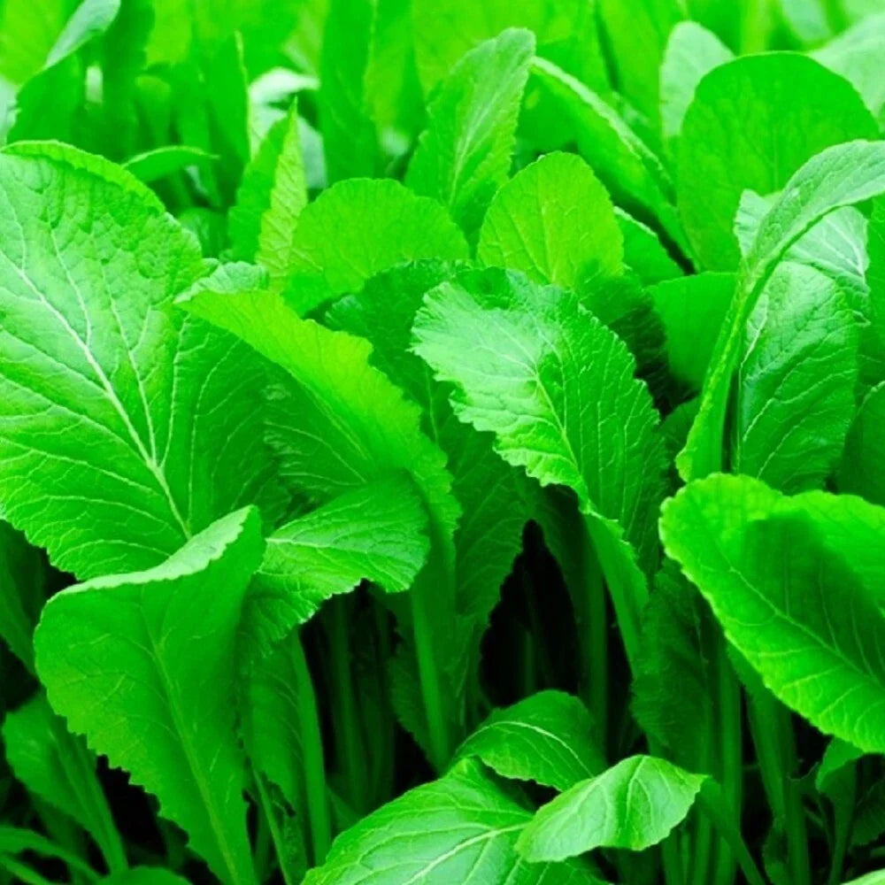 Florida Broadleaf Mustard Seeds | Non-GMO Heirloom Vegetable Seeds | Brassica juncea for Home Gardening