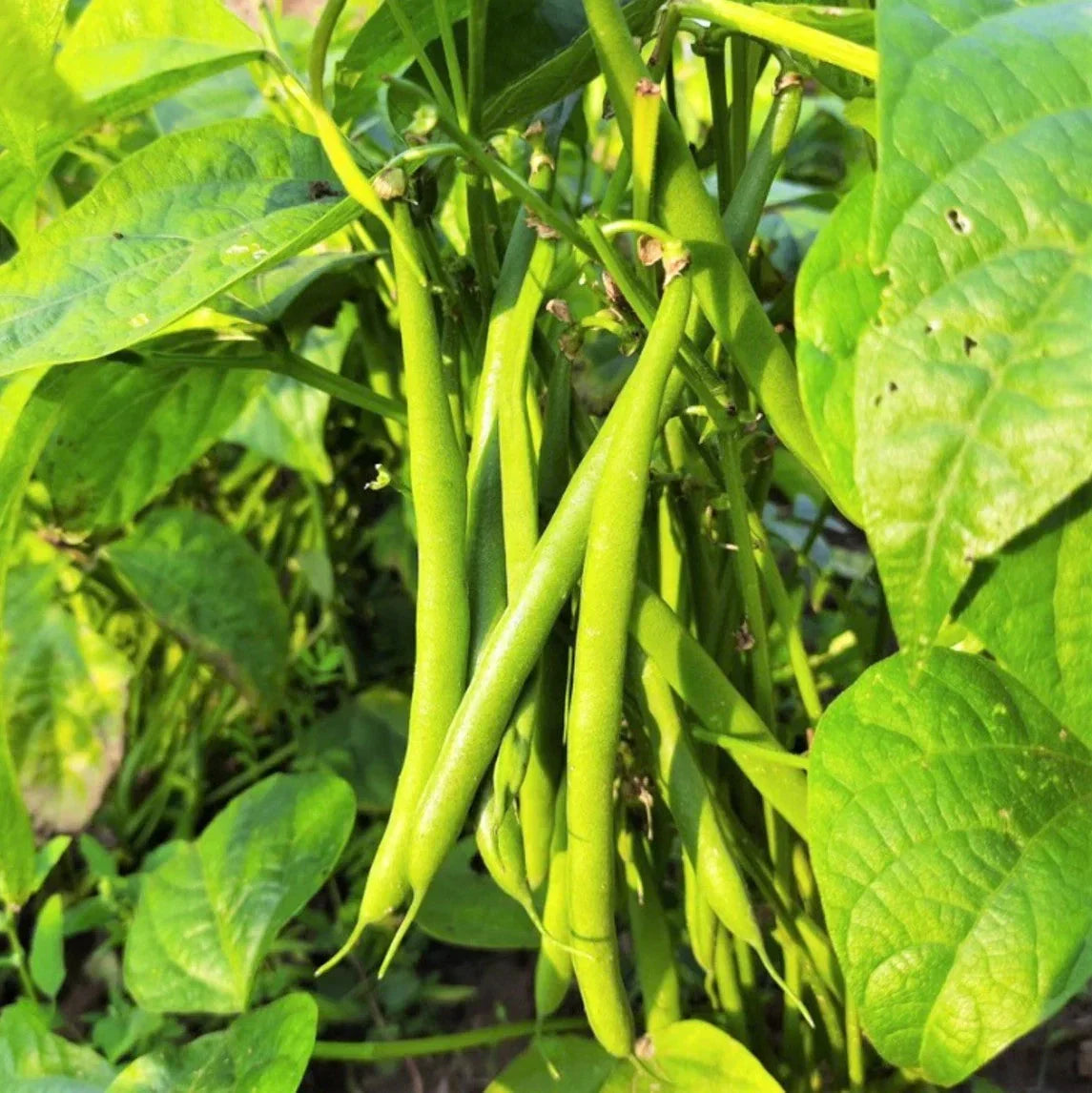 Tenderette Green Bean Seeds - Stringless Phaseolus vulgaris for Home Gardening, Fresh Eating & Canning