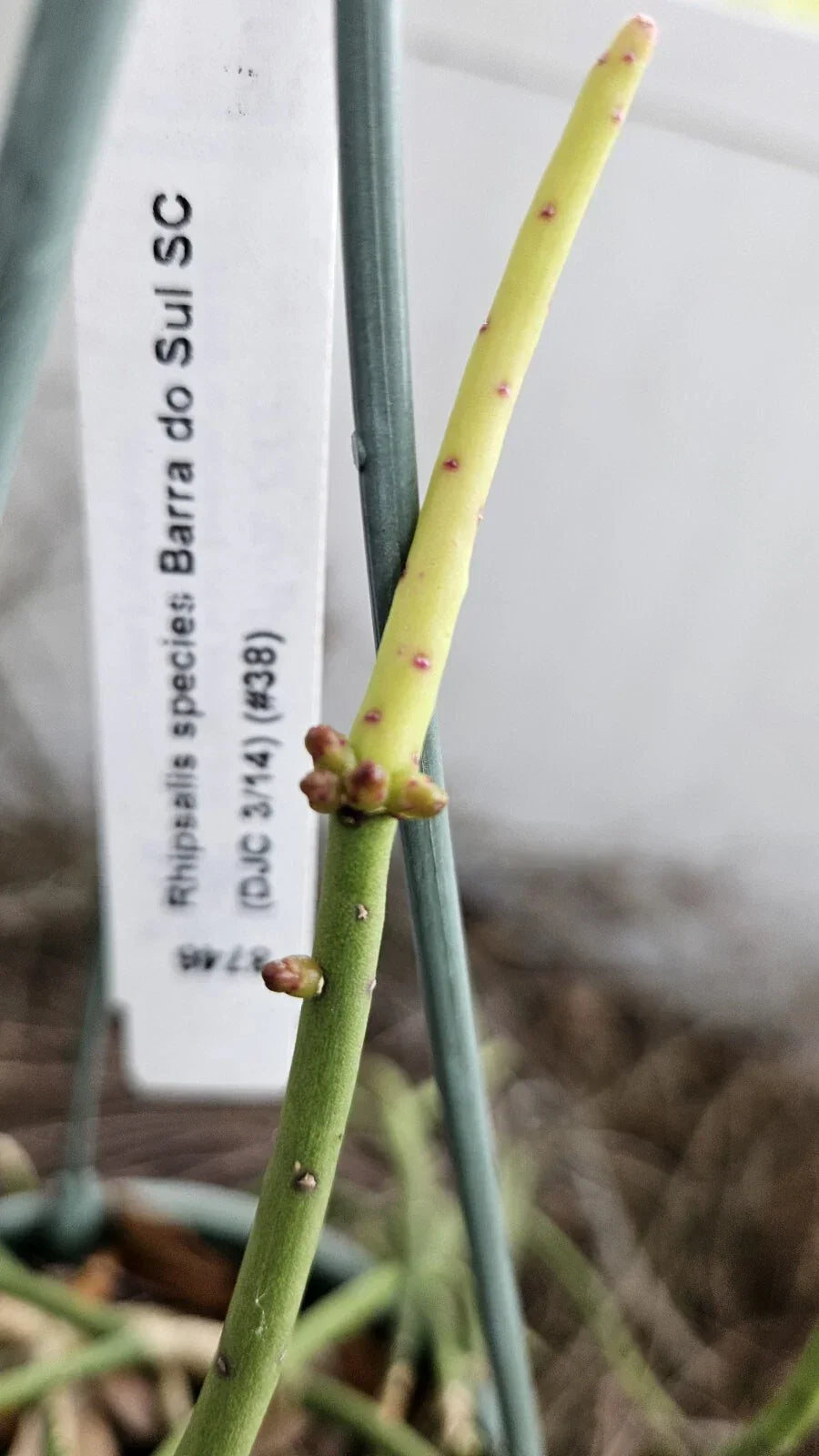 Rhipsalis Cuttings 4 Pack – Barra do Sul, Pinkish Berries, Epiphytic Succulent, Rhipsalis spp.