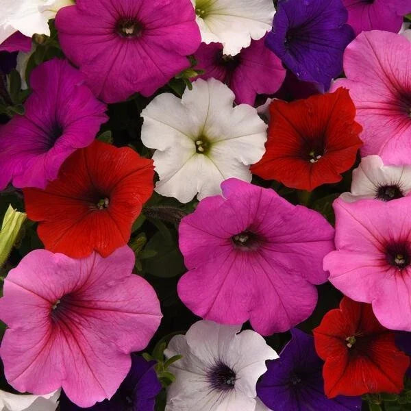 Petunia Seeds 10 Pelleted Easy Wave Mix Flower Seeds for Garden, Container, Hanging Basket, Petunia × hybrida