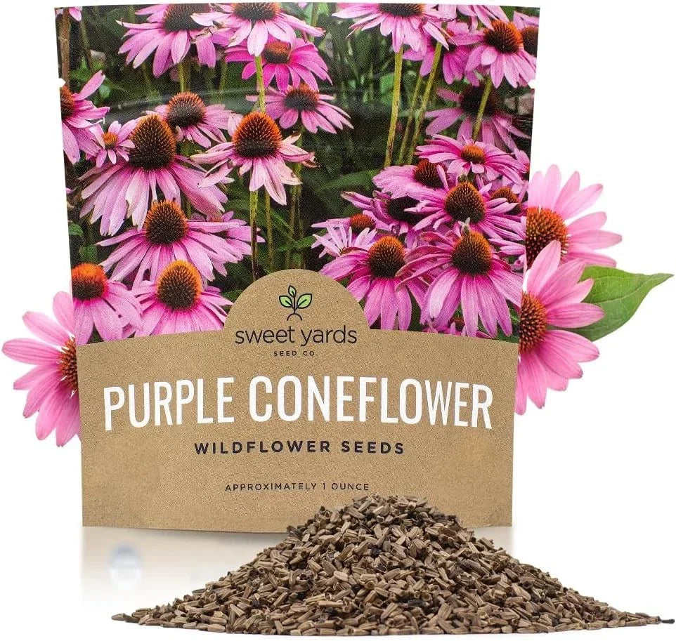 Purple Coneflower Seeds - Extra Large Packet - Echinacea purpurea - Garden Planting, Pollinator Attracting, Vibrant Blooms