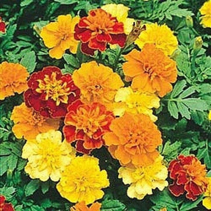 500+ Sparky Mix Dwarf French Marigold Flower Seeds for Garden Containers, Pollinator-Friendly, Tagetes patula, Non-GMO